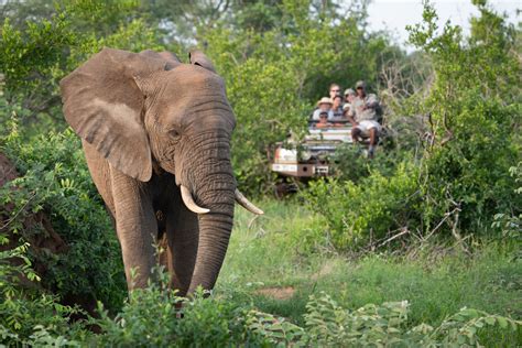 Go on a Safari in the Kruger National Park - live online tour from Kruger National Park