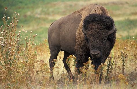 Bison are large, even-toed ungulates in the genus Bison within the subfamily Bovinae. Le Bison ...