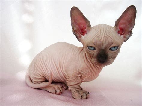 The Munchkin Cat Sphynx Mix (Minskin and Bambino) - Munchkin Cat Guide