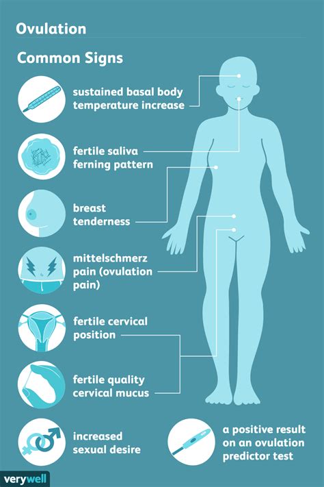 8 Signs of Ovulation to Detect Your Most Fertile Time