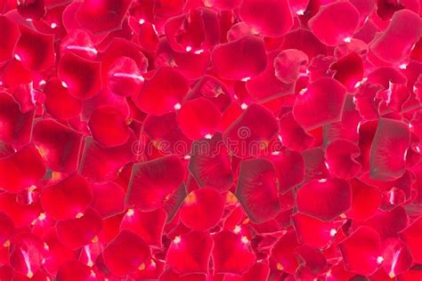 Dark red rose petals stock photo. Image of fresh, fallen - 63166806