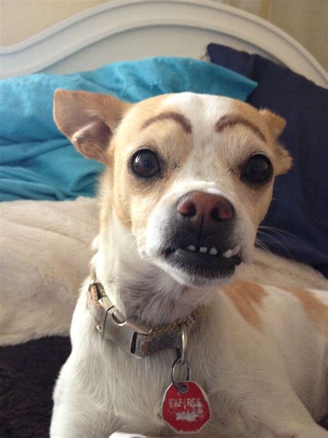 dogs with eyebrows | Dog with eyebrows, Funny animals, Cute animals