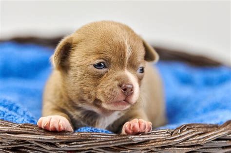Premium Photo | Chihuahua puppy in basket little cute white brown dog breed beautiful puppy eyes