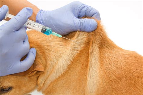 Dog vaccinations | General dog health care | Dogs | Guide | Omlet US