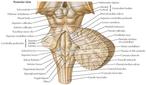 Brain stem anatomy, function, brain stem stroke & brain stem tumor