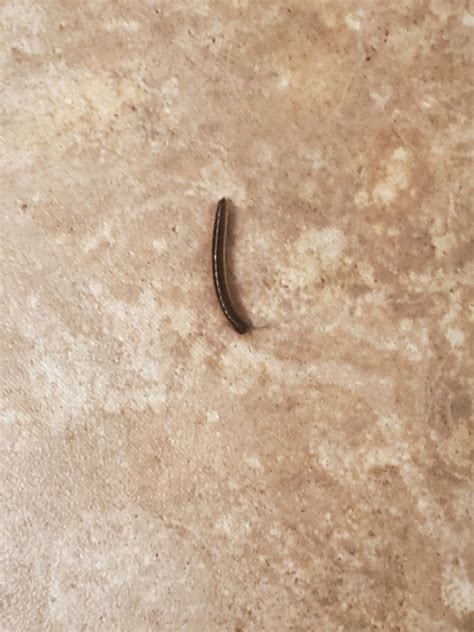Black Worms with Antennae Found All Over House are Millipedes - All ...