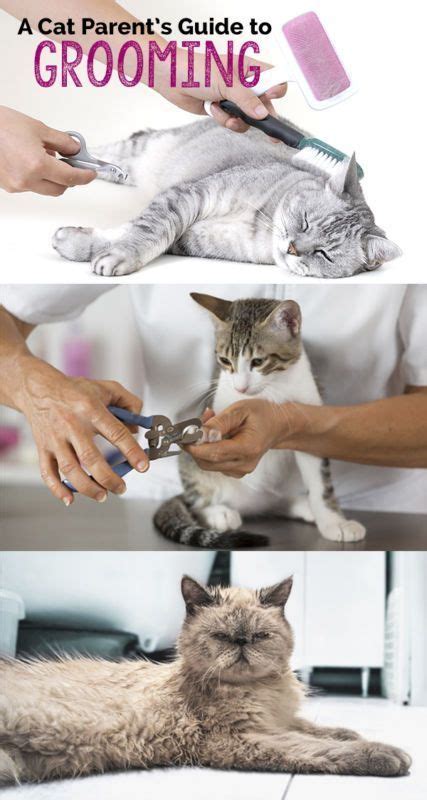 Although cats are known for keeping themselves well-groomed, by ...