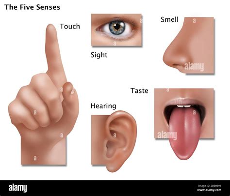 Sense of touch diagram Cut Out Stock Images & Pictures - Alamy