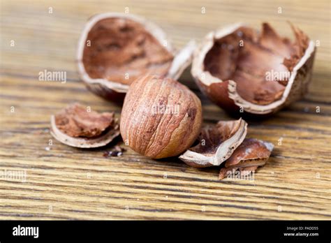 a broken hazelnut shell with nut kernels lying in it, closeup on the ...