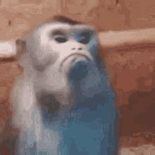 Angry Monkey GIFs | Tenor