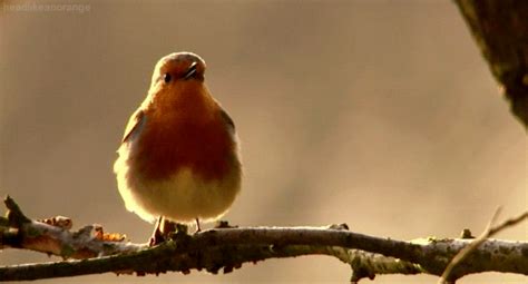 Bird singing in the cold | Bird gif, Birds, Bird