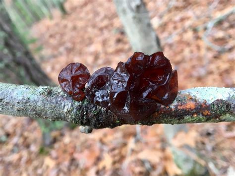 Jelly Fungus (Exidia glandulosa?) – Seashore to Forest Floor