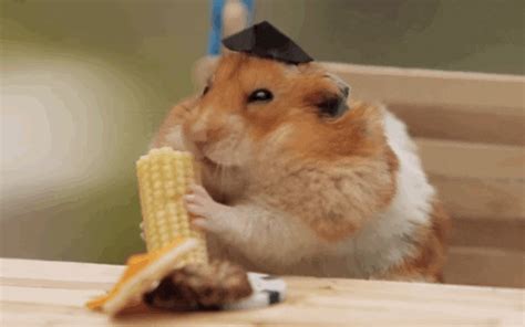 Hamster GIFs - Get the best GIF on GIPHY