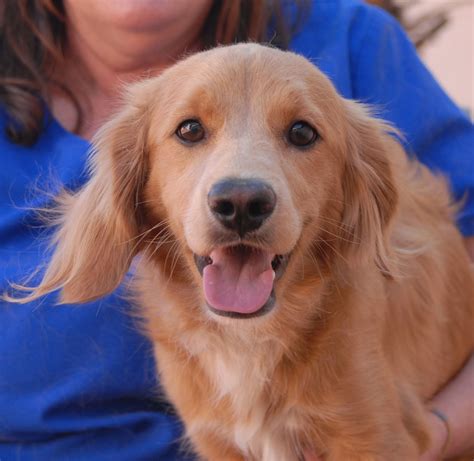 Sonny, an incredibly cute junior puppy with a buoyant personality, ready for adoption at Nevada ...