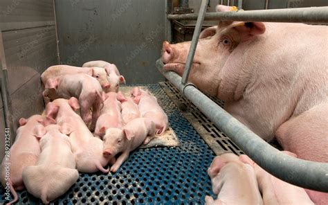 Sow with piglets. Pigs. Pig breeding. Stable. Netherlands. Farming ...