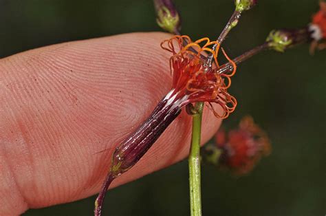 Gynura procumbens (Asteraceae) image 118780 at PhytoImages.siu.edu