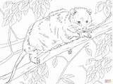 Virginia Opossum On A Tree  Super Coloring Page sketch template