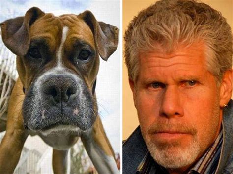 77 Celebrity Doppelganger Animals | Bored Panda