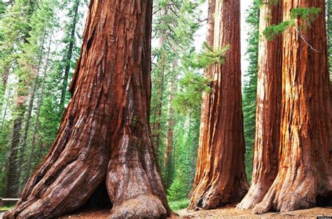 Jennifer's Blog: The Redwood Tree