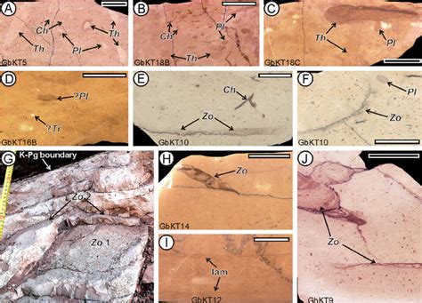 Trace fossils from the Cretaceous-Paleogene (K-Pg) boundary section at... | Download Scientific ...