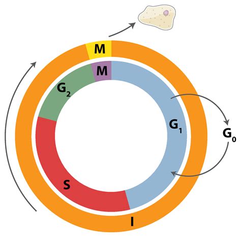 Biología Celular: Ciclo Celular: Interfase