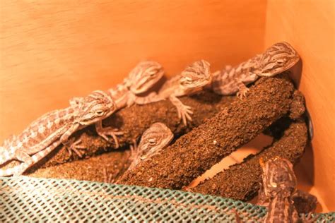 Best Bearded Dragon Breeders in 2023: Here's Who to Trust