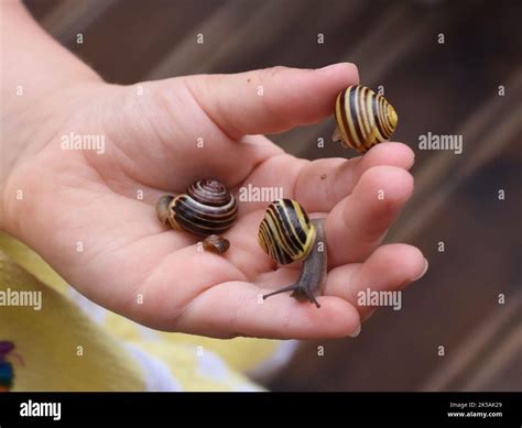 Small child exploring nature holding garden snails in her hands Stock Photo - Alamy