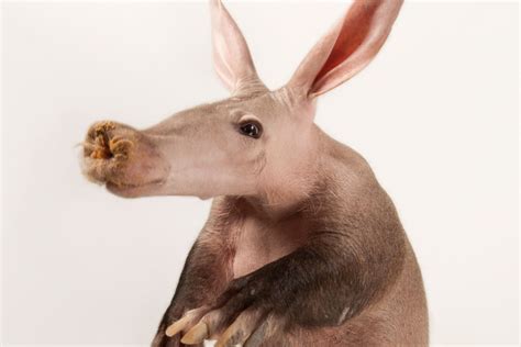 Aardvark