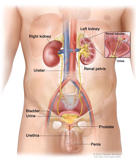 Urinary System Anatomy Chart Poster Laminated | ubicaciondepersonas ...