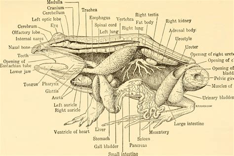 File:Animal biology (1938) (18196802535).jpg - Wikimedia Commons