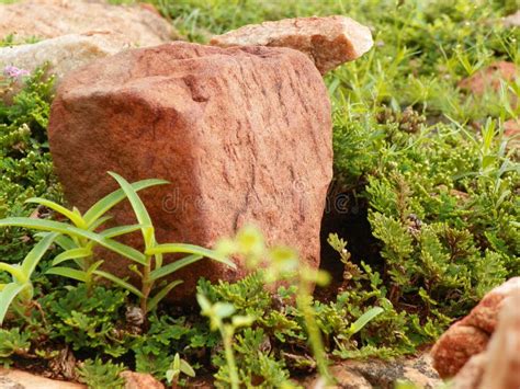 Closeup of Rocky Ground with Various Plants Stock Photo - Image of ...