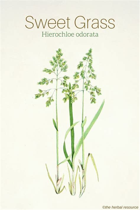 Sweet Grass Hierochloe odorata Herbal Plants, Healing Plants, Medicinal ...