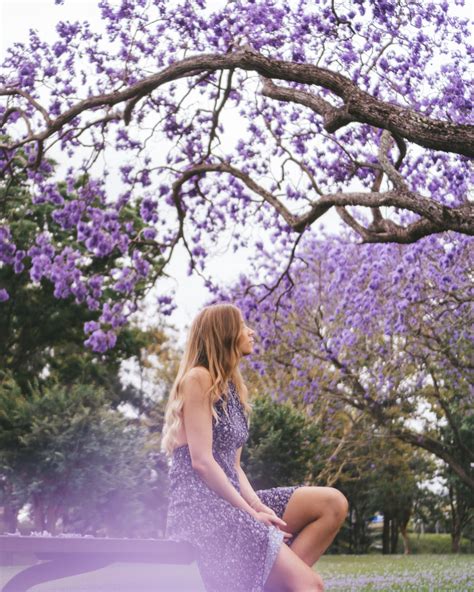 Grafton Jacaranda Festival Australia - Scotty Pass