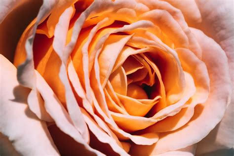 Peach Rose Meaning and The Beauty of This Flower - FlowerAdvisor USA Blog