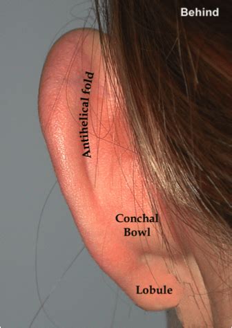 Posterior Ear Anatomy Diagram - vrogue.co
