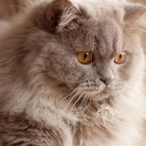 Your Guide to Persian Cat Colors | Persian Cat Corner