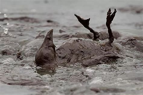 Gulf of Mexico oil spill: Shocking pictures of animals caught up in the ...