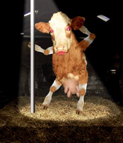 une vache qui danse | Cows funny, Weird gif, Cow