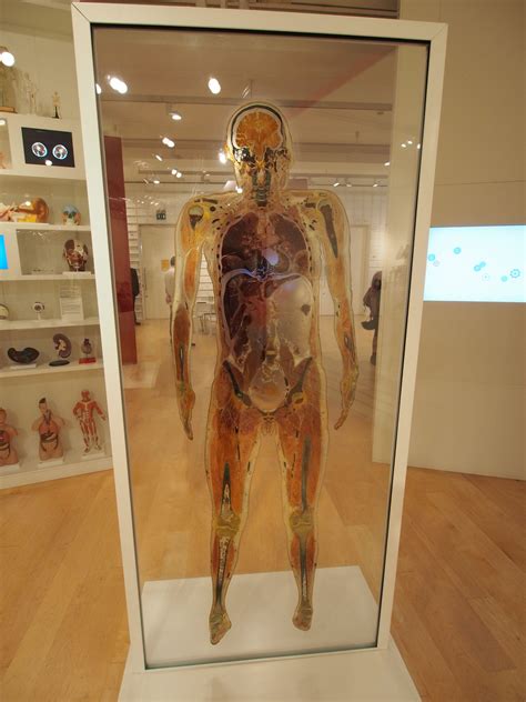 Human Anatomy Museum - Anatomical Charts & Posters