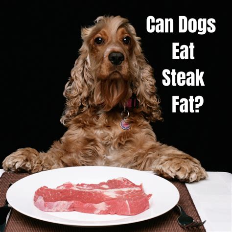 Can I Feed My Dog Cooked Meat
