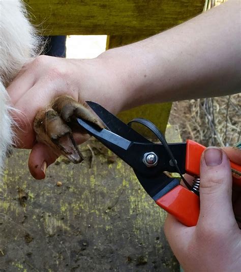 Still Waters Farm: Goat Hoof Trimming (it's easier than it looks)