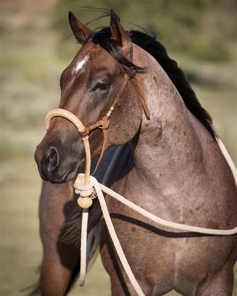 Beautiful red roan! | Horses, Quarter horse, Horse breeds