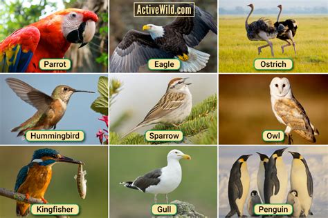 Different Types Of Birds: List With Pictures & Interesting Facts