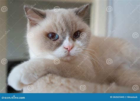 British Shorthair with Blue Eyes Stock Image - Image of blue, adorable ...