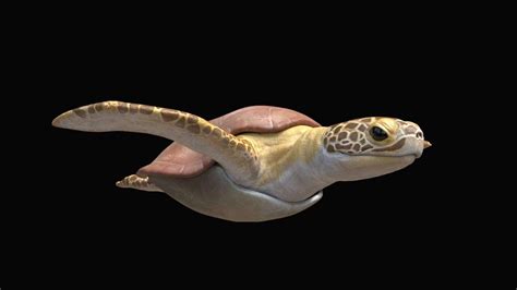 Sea Turtle - 3D Model by Kayl