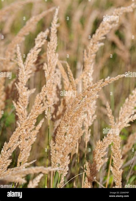 Poa grass hi-res stock photography and images - Alamy