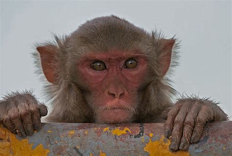 Ethicists Voice Concerns Over Creation Of Humanised 'Autistic' Monkeys | Gizmodo Australia