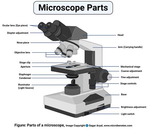 Parts of a microscope with functions and labeled diagram