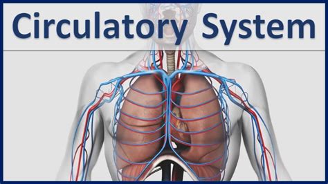 Human Organ Systems Part 4 - 3D Animation - Human Circulatory system - Cardiovascular System ...