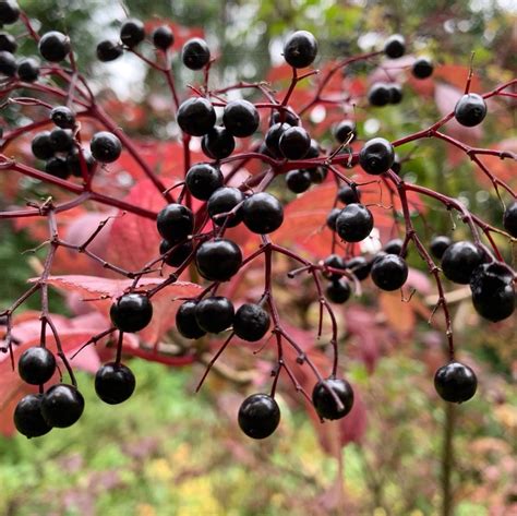 Elderberries…